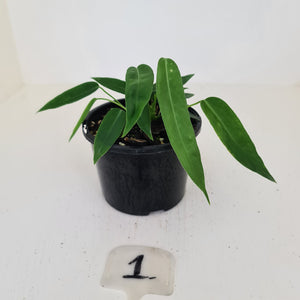 #1 Anthurium Pallidiflorum - Two heads