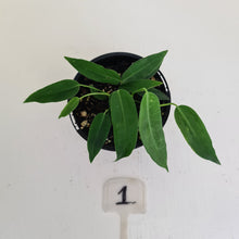 Load image into Gallery viewer, #1 Anthurium Pallidiflorum - Two heads