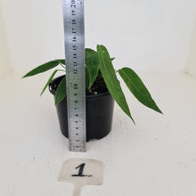 Load image into Gallery viewer, #1 Anthurium Pallidiflorum - Two heads
