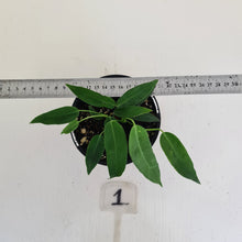 Load image into Gallery viewer, #1 Anthurium Pallidiflorum - Two heads