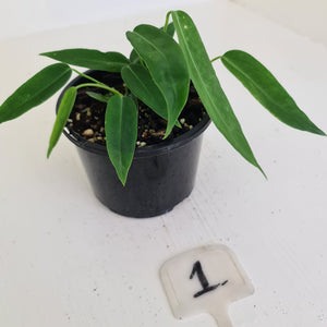 #1 Anthurium Pallidiflorum - Two heads