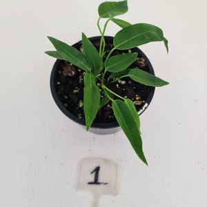 #1 Anthurium Pallidiflorum - Two heads