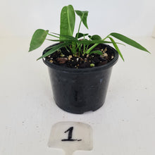 Load image into Gallery viewer, #1 Anthurium Pallidiflorum - Two heads