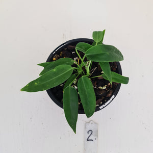 #2 Anthurium Pallidiflorum - Two heads