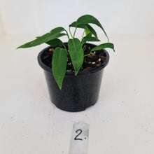 Load image into Gallery viewer, #2 Anthurium Pallidiflorum - Two heads