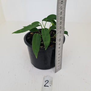 #2 Anthurium Pallidiflorum - Two heads