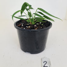Load image into Gallery viewer, #2 Anthurium Pallidiflorum - Two heads