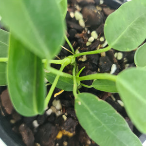 #2 Anthurium Pallidiflorum - Two heads