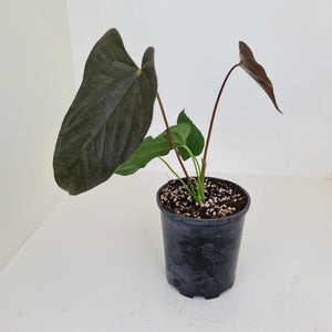 Anthurium Moodeanum