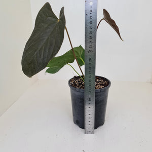 Anthurium Moodeanum