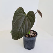 Load image into Gallery viewer, Anthurium Moodeanum