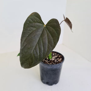 Anthurium Moodeanum