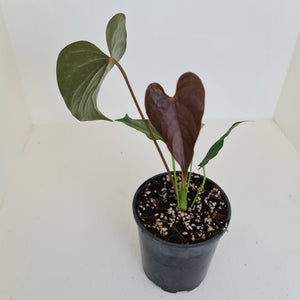 Anthurium Moodeanum