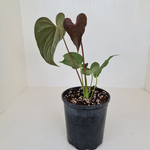 Anthurium Moodeanum