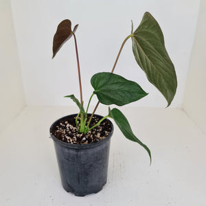 Anthurium Moodeanum