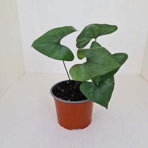 Anthurium Berriozabalense