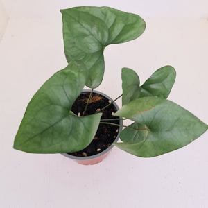 Anthurium Berriozabalense