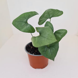 Anthurium Berriozabalense