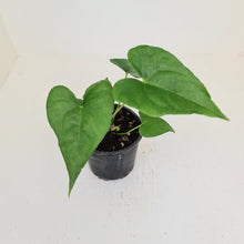 Load image into Gallery viewer, Anthurium Berriozabalense x Macrolobium