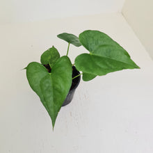 Load image into Gallery viewer, Anthurium Berriozabalense x Macrolobium