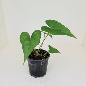 Anthurium Berriozabalense x Macrolobium