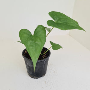 Anthurium Berriozabalense x Macrolobium