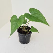 Load image into Gallery viewer, Anthurium Berriozabalense x Macrolobium