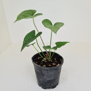 Anthurium Berriozabalense x Macrolobium