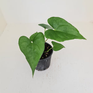 Anthurium Berriozabalense x Macrolobium