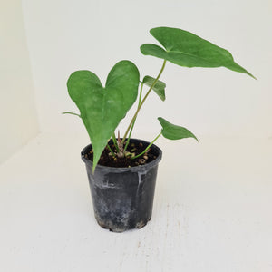 Anthurium Berriozabalense x Macrolobium