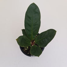 Load image into Gallery viewer, Anthurium Wilfordii