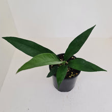 Load image into Gallery viewer, Anthurium Purpurata?