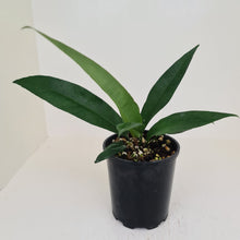 Load image into Gallery viewer, Anthurium Purpurata?