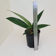 Load image into Gallery viewer, Anthurium Purpurata?
