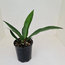 Load image into Gallery viewer, Anthurium Purpurata?