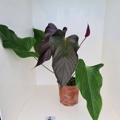 #1 Huge Anthurium Bosworth Beauty