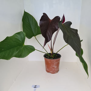 #1 Huge Anthurium Bosworth Beauty