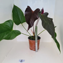 Load image into Gallery viewer, #1 Huge Anthurium Bosworth Beauty