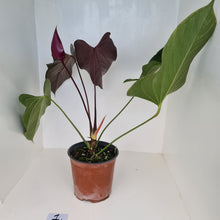 Load image into Gallery viewer, #1 Huge Anthurium Bosworth Beauty