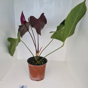 #1 Huge Anthurium Bosworth Beauty