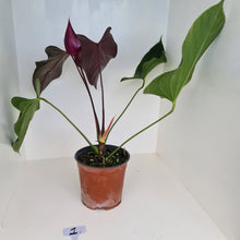 Load image into Gallery viewer, #1 Huge Anthurium Bosworth Beauty