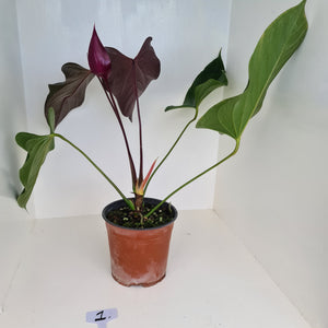 #1 Huge Anthurium Bosworth Beauty