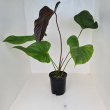 Load image into Gallery viewer, #3 Huge Anthurium Bosworth Beauty