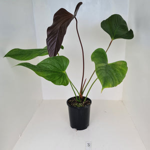 #3 Huge Anthurium Bosworth Beauty