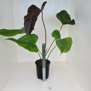 #3 Huge Anthurium Bosworth Beauty