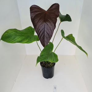 #3 Huge Anthurium Bosworth Beauty