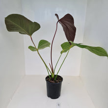 Load image into Gallery viewer, #3 Huge Anthurium Bosworth Beauty