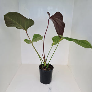 #3 Huge Anthurium Bosworth Beauty