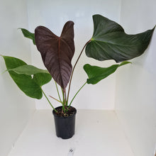 Load image into Gallery viewer, #4 Huge Anthurium Bosworth Beauty