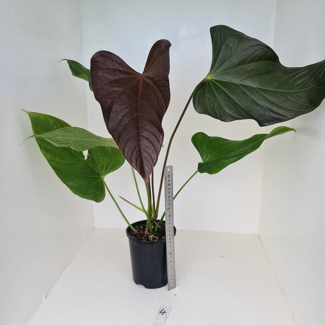 #4 Huge Anthurium Bosworth Beauty